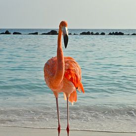 Flamingo van Ron Steens