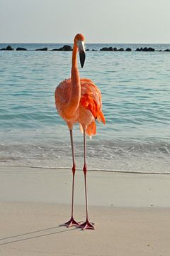 Flamingo sur Ron Steens