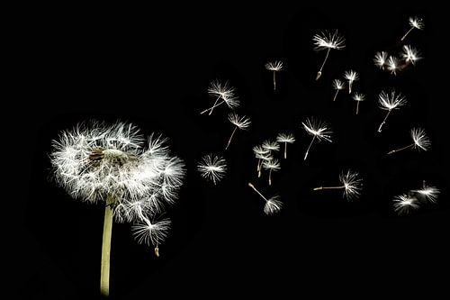 La pelote de pissenlit est emportée par le vent