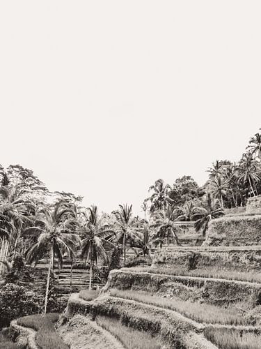 Tegalalang Rice Terrace Ubud Bali 3  grayscale