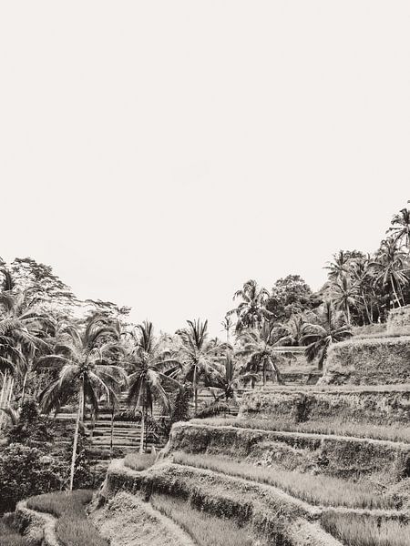 Tegalalang Rizière en terrasse / rizières Ubud Bali 3 par Photo Atelier
