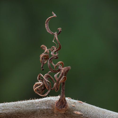 nature-art II