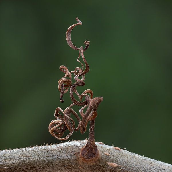 l'art de la nature par Klaartje Majoor