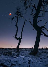 Supermaan boven de Hoge Venen von Peter Poppe