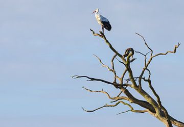 Ooievaar zonsopkomst Oudemolen - Drenthe (Nederland) van Marcel Kerdijk