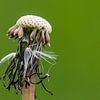 Common dandelion by Joop Gerretse