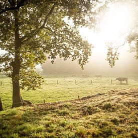 Kühe im strahlenden Morgenlicht von Thomas Boelaars