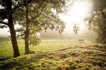 Koeien in schitterend ochtendlicht van Thomas Boelaars
