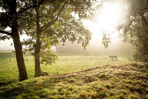 Koeien in schitterend ochtendlicht
