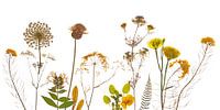 Veldbloemen gedroogd geel