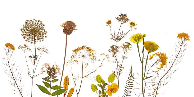 Feldblumen gelb getrocknet von Anjo Kan