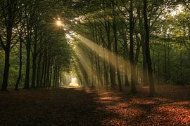 Sonnenharfe über Allee im Herbstwald
