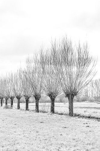 Knotwilgen bij de Reeuwijkse Plassen