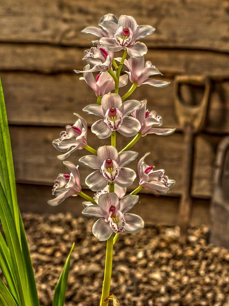 HDR Orchidee van Wijbe Visser