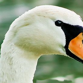 Silent Grace – Swan Portrait van PhotoManiX Artworks