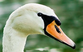 Silent Grace – Swan Portrait