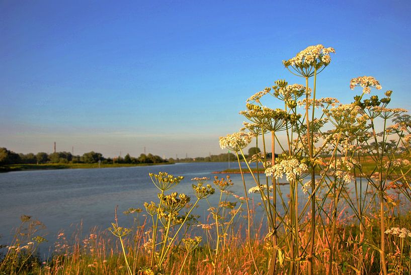 Flore sur la rive du fleuve par M de Vos