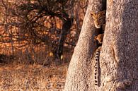 Beschermt in een boom door moeder luipaard  van Lotje Hondius thumbnail
