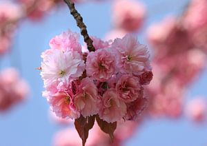 Kirschblüten