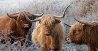 Schotse Hooglanders
