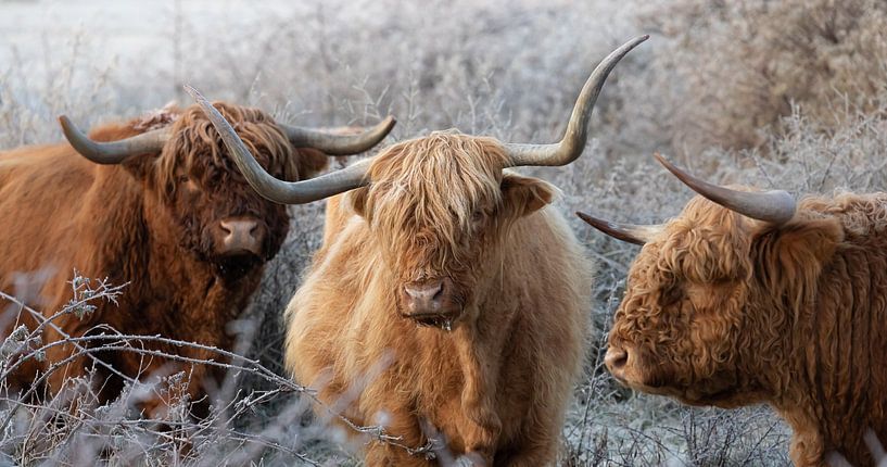 Schotse Hooglanders van Karel Ton