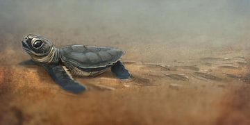 Baby schildpad van vmb switzerland