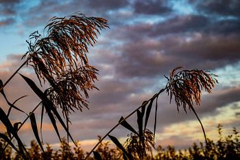 Schilf im Abendlicht