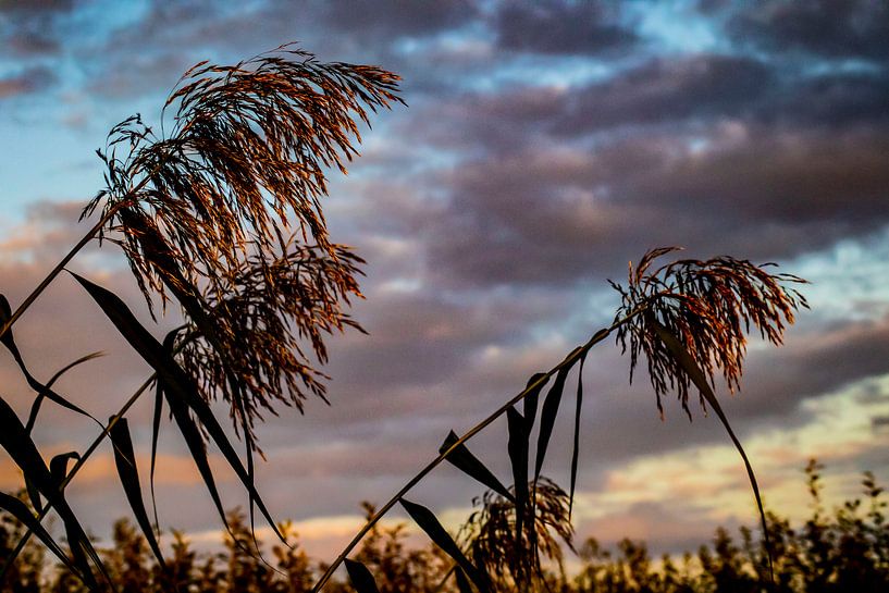 reed in evening light by Evita Pierik
