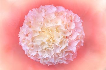 Romantisch pastel roze met bloem in ronde vorm van Lisette Rijkers