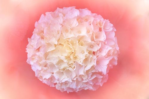 Romantisches Pastellrosa mit Blume in runder Form