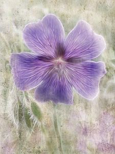 ein Storchenschnabel Geranium