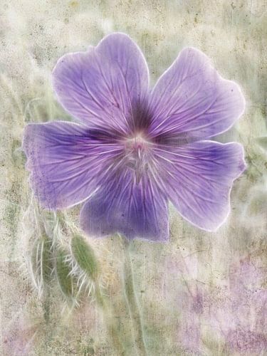 een geranium ooievaarsrekening