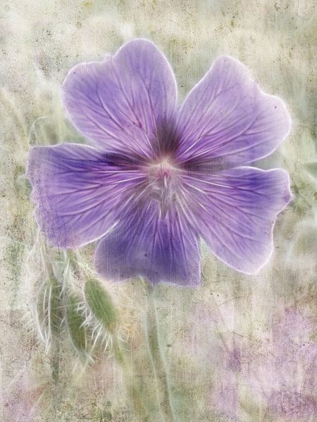 ein Storchenschnabel Geranium von Claudia Gründler