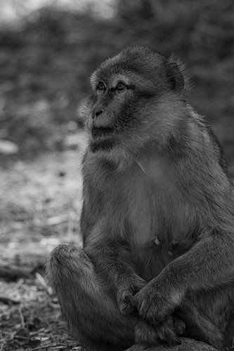 Barbary macaque watches his family