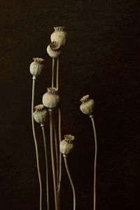 Papaver van Joske Kempink