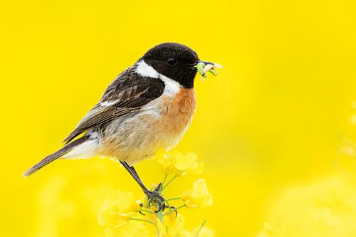 Stonechat Dad in rape field