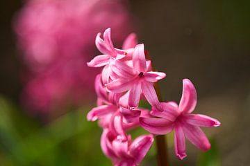 Hyacinths by Karin Jähne