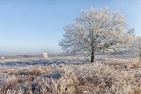 Winters beeld op de Ginkelse heide in Nederland
