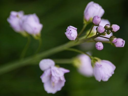 Meadowfoam