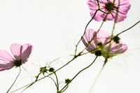Bloemen