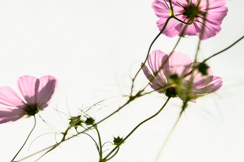 Blumen von tim eshuis