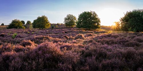 Panorama van de Posbank in bloei