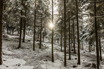 Forêt d'hiver sur Christoph Schaible