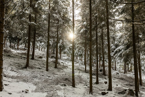 Winterbos