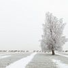 The Long March - Konikpaarden in de sneeuw van Bas Meelker