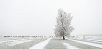 The Long March - Konikpaarden in de sneeuw van Bas Meelker thumbnail
