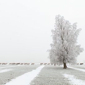 The Long March - Konikpaarden in de sneeuw van Bas Meelker