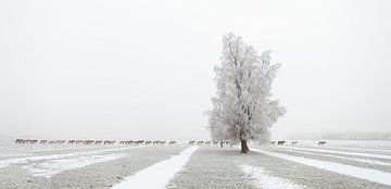 The Long March - Konikpaarden in de sneeuw van Bas Meelker