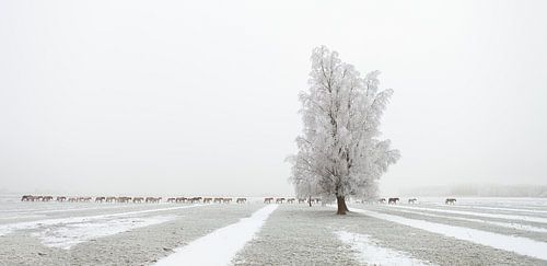 The Long March - Konikpaarden in de sneeuw van Bas Meelker