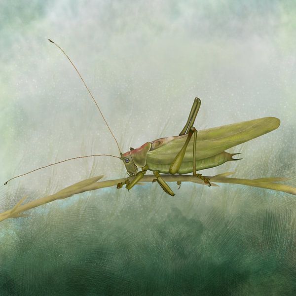 Grasshopper on a blade of grass by Bianca Wisseloo